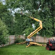 Trusted Key Largo, FL  Tree Services Experts