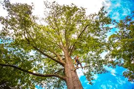 How Our Tree Care Process Works  in  Key Largo, FL